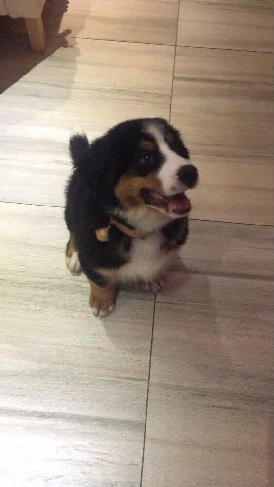伯恩山犬大山寄养生活之萌宠篇[拥抱]