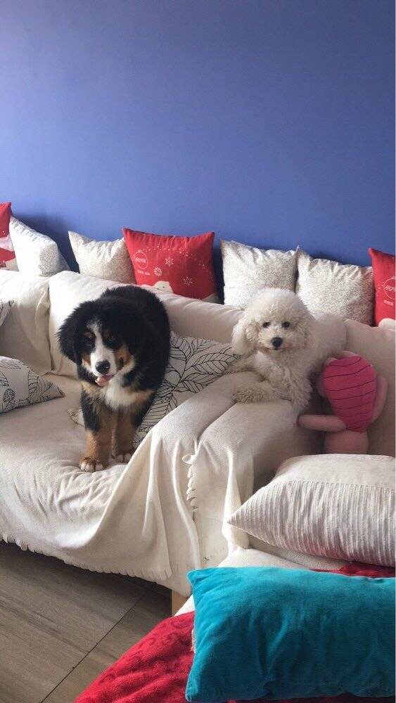 伯恩山犬大山寄养生活之萌宠篇[拥抱]