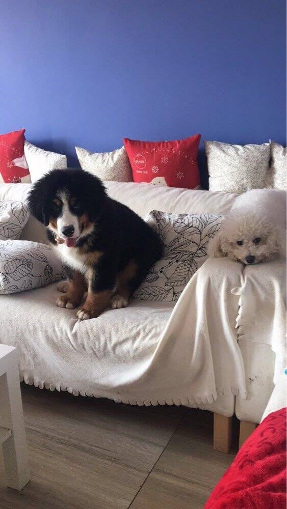 伯恩山犬大山寄养生活之萌宠篇[拥抱]
