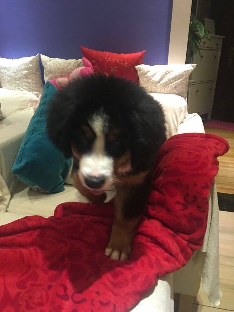 伯恩山犬大山寄养生活之萌宠篇[拥抱]