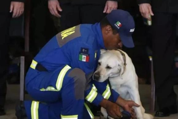 搜救犬九年救53人:区区一只狗却活成了英雄的样子!