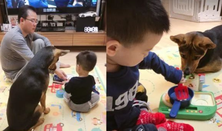 爆笑！戏精狗子和小主人玩游戏时听说自己“没救了”瞳孔瞬间放大