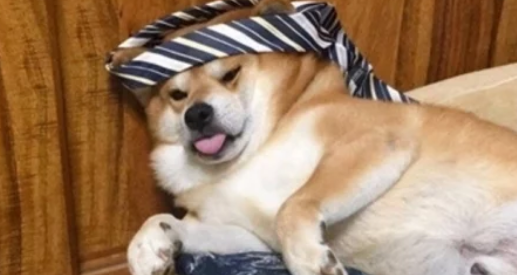 柴犬居然偷喝主人的酒，结果它的举动却让人吃惊