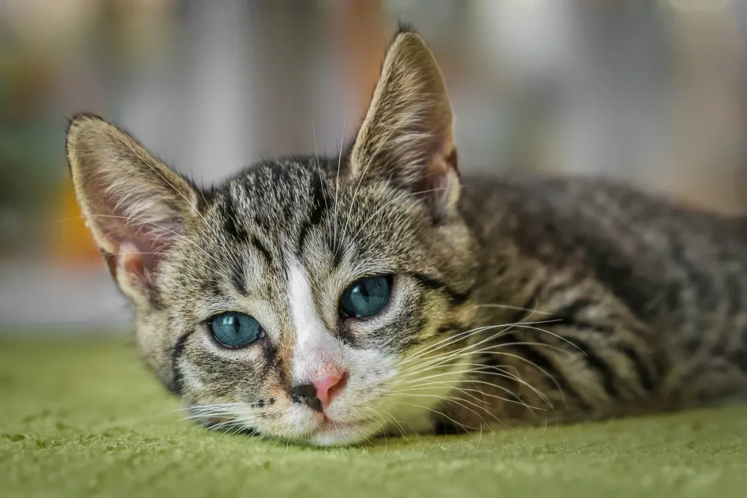 猫咪肾病，早期症状与预防