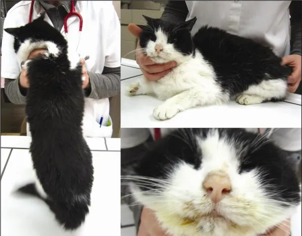 猫咪肾病，早期症状与预防