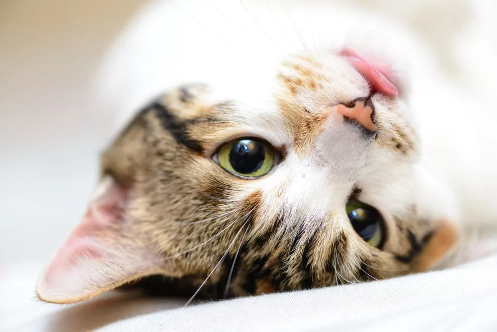 猫咪肾病，早期症状与预防