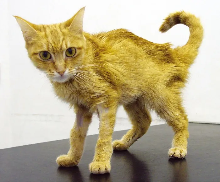猫咪肾病，早期症状与预防