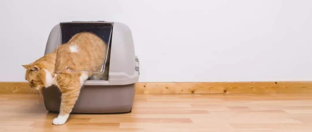 猫咪肾病，早期症状与预防