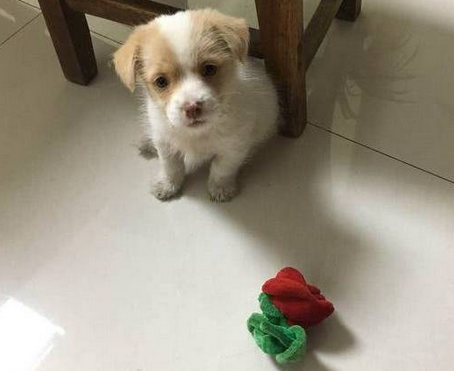 小奶狗火腿被主人抢走，一脸委屈的样子