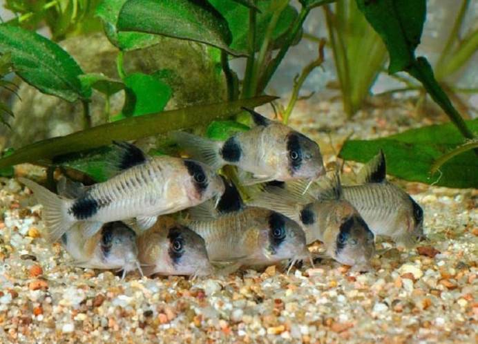 饲养熊猫鼠可在水族箱中铺满小石子，犹如原始栖息地一般。熊猫鼠适合水草和沉木的水族箱，属于底层鱼。建议铺上细的暗色底砂以保护他们的触须。