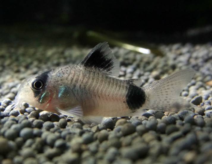 饲养熊猫鼠可在水族箱中铺满小石子，犹如原始栖息地一般。熊猫鼠适合水草和沉木的水族箱，属于底层鱼。建议铺上细的暗色底砂以保护他们的触须。