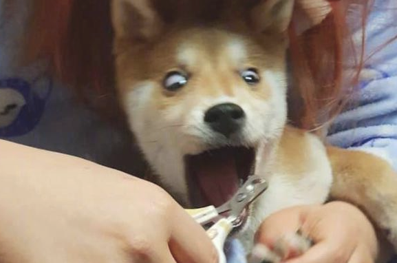 主人家给柴犬剪指甲,它的表情太浮夸都翻眼了:啊,剪到我的肉啦