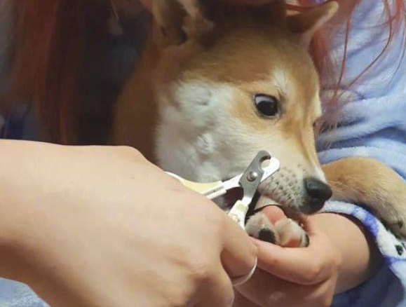 主人家给柴犬剪指甲,它的表情太浮夸都翻眼了:啊,剪到我的肉啦