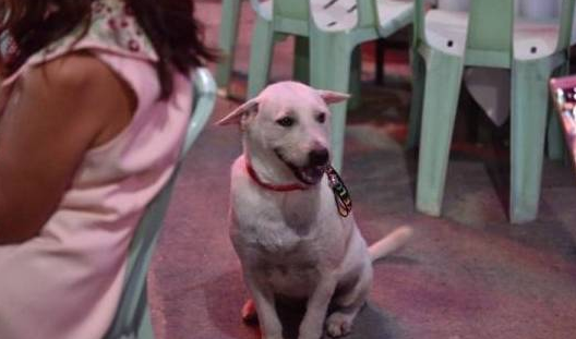 大叔找回走失爱犬,为庆祝,大摆流水席,路人村里人都招待