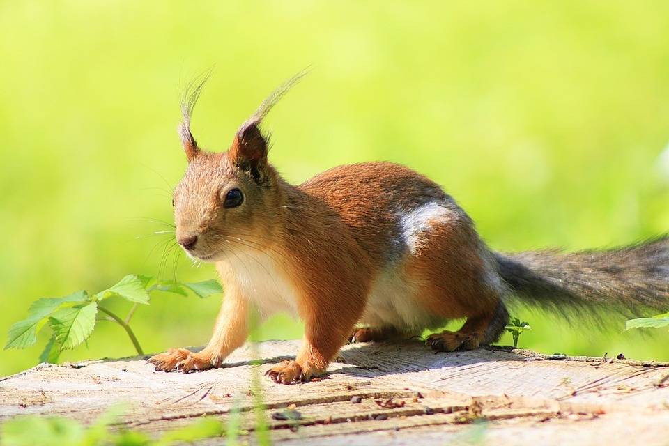 松鼠