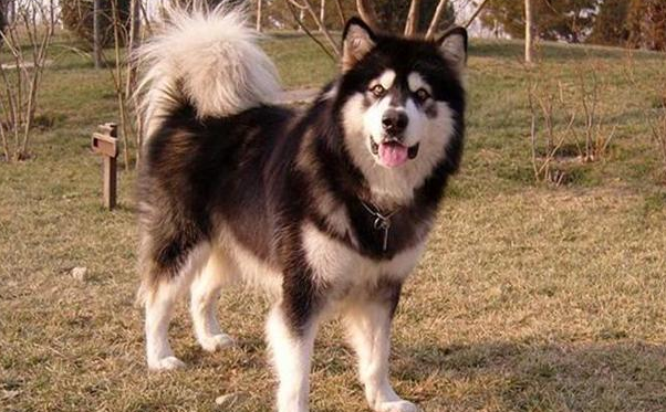 阿拉斯加犬赖上快递小哥,日夜兼程等投喂,铲屎官:究竟到底是谁主人家?