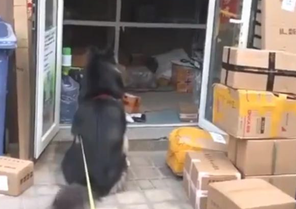 阿拉斯加犬赖上快递小哥,日夜兼程等投喂,铲屎官:究竟到底是谁主人家?