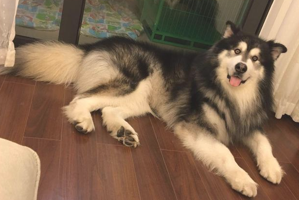 阿拉斯加犬赖上快递小哥,日夜兼程等投喂,铲屎官:究竟到底是谁主人家?