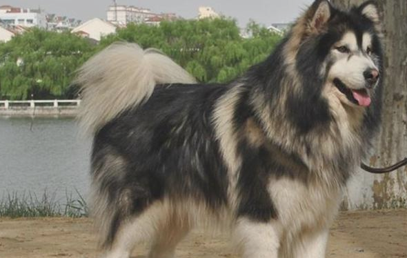 阿拉斯加犬赖上快递小哥,日夜兼程等投喂,铲屎官:究竟到底是谁主人家?