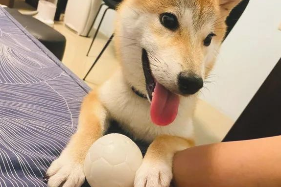 秋田犬自小就喜欢叼碗卖萌，可等它长大以后，铲屎官愣住