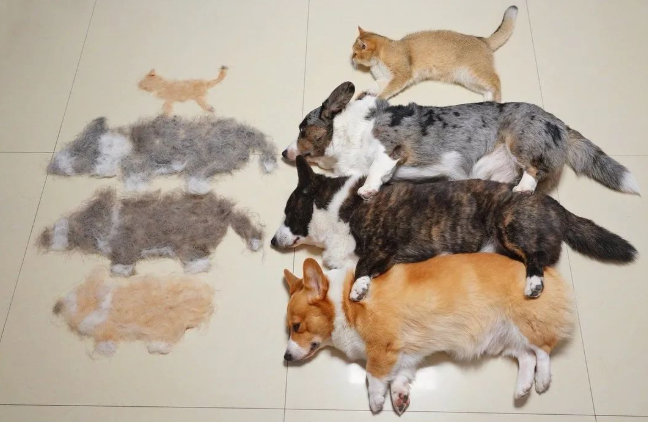 三只狗加一只猫有多能掉毛？网友晒的掉毛照超有趣