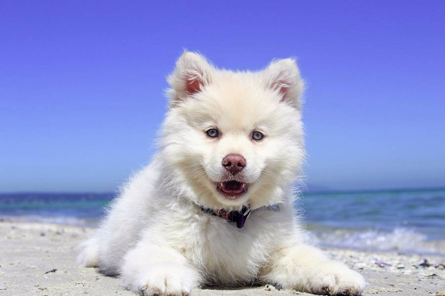 萨摩耶犬