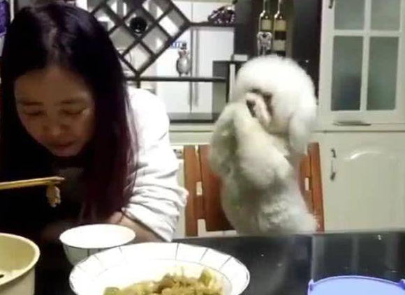主人家用餐不理小狗，狗狗急死了了逐渐拱手取悦，最终一举也是强大