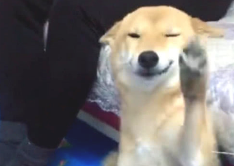 柴犬犯案后不嫌事大,被指责还撒娇卖萌,主人看过心都被萌化了
