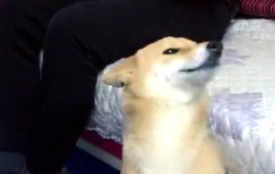柴犬犯案后不嫌事大，被指责还撒娇卖萌，主人看过心都被萌化了