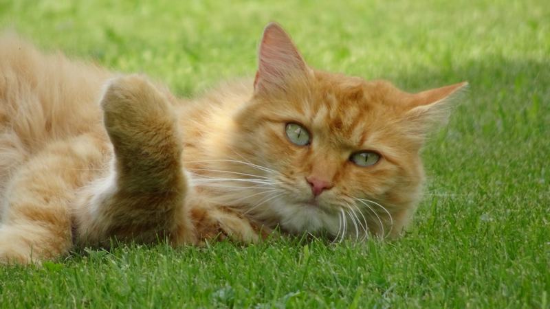 缅因猫品种介绍，缅因猫是什么品种