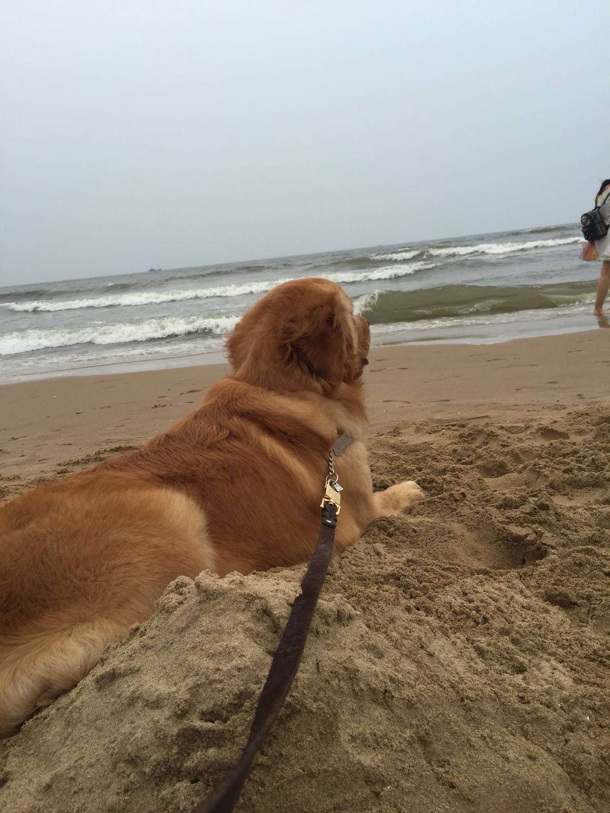 一只快乐的旅行金毛，海边、公园、宠物乐园，到处都有本汪的身影。万花丛中，我是不是很帅