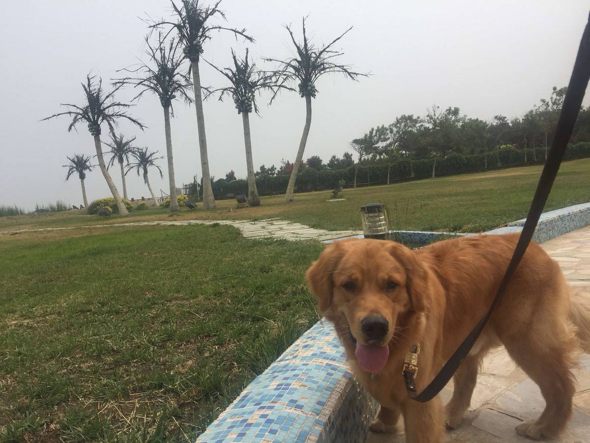 一只快乐的旅行金毛，海边、公园、宠物乐园，到处都有本汪的身影。万花丛中，我是不是很帅
