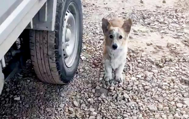 柯基犬无家可归，浑身是病，竟凭实力收获铲屎官！
