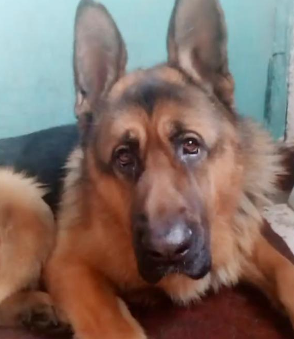 主人冲着高加索犬德牧歌唱，狗狗就非常相互配合的跟随摆头打节奏感，好可爱啊