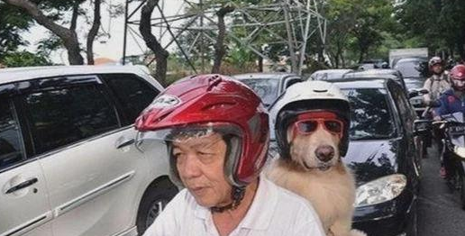 狗狗自动跳上摩托后座，大爷载狗买菜，狗狗戴头盔萌翻众人！