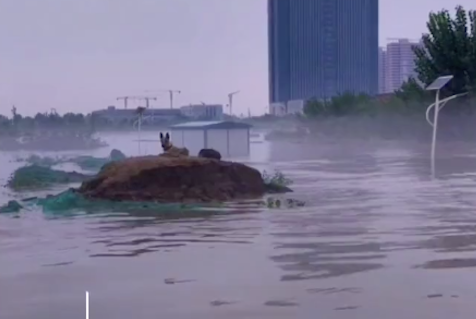 狗守在孤岛上不愿走，救援人员最后巡逻仍带不走，忠诚！