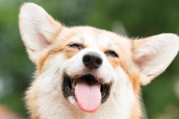 狗狗为什么会打喷嚏?狗狗打喷嚏的原因