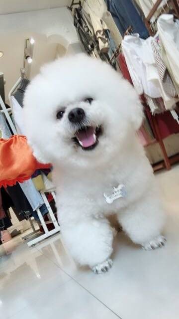 比熊臭美，照镜子不喜欢新发型一天没搭理我
