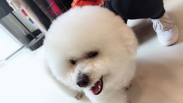 比熊臭美，照镜子不喜欢新发型一天没搭理我