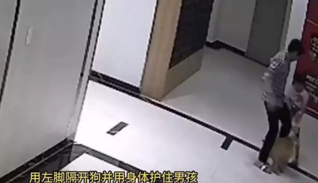 爸爸为了保护儿子,踢了没拴狗绳的狗,狗主人一拳KO爸爸