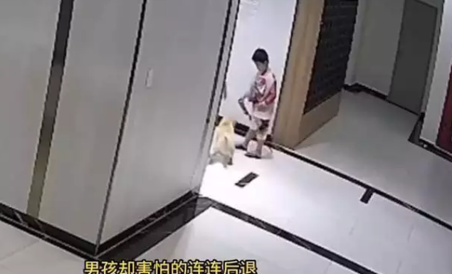 爸爸为了保护儿子,踢了没拴狗绳的狗,狗主人一拳KO爸爸