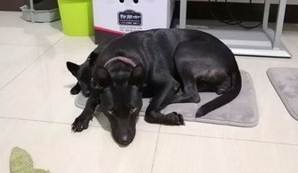 小狗犯错后躲在狗妈妈背后，小目光太搞笑！狗妈：看谁敢动我娃！