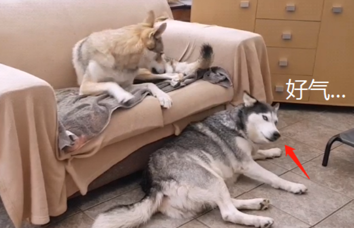 主人家养了狼犬后，二哈的衣食住行就不幸了，狗：管一下下它吧