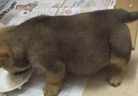 领养了一只小土狗，第二天见到狗狗腹部超大，到医院后被医生责怪