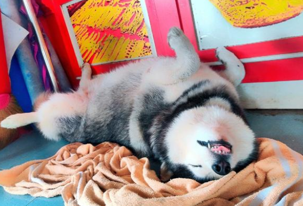 主人金铺遭“打劫”，狗狗却睡得跟猪一样！真不愧是雪橇三傻