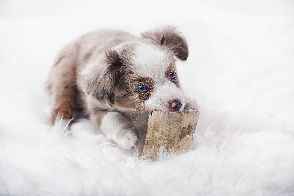 澳大利亚牧羊犬