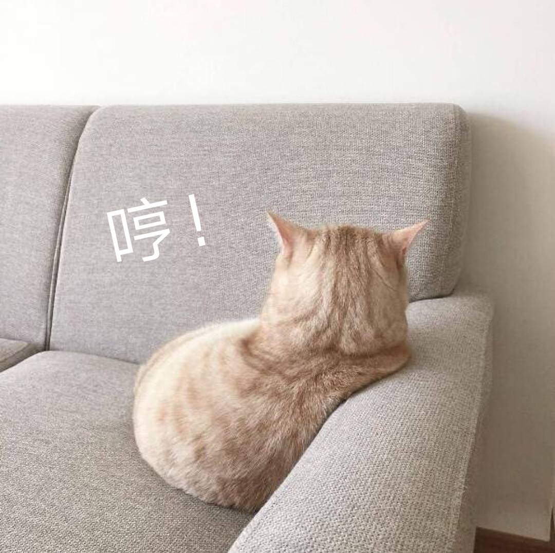 可爱小猫咪只给我看背景哈哈