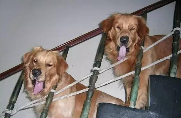小金毛得了什么病会瘫痪 | 不离不弃！14岁金毛犬因肿瘤瘫痪，主人推自制轮椅遛弯！