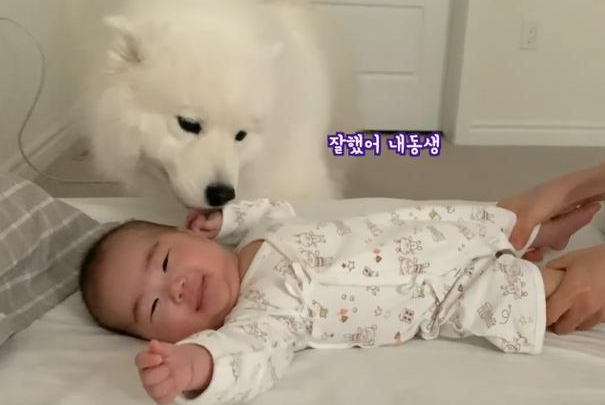 女主人生了孩子，告诉大白狗是“弟弟”，结果被它暖到了