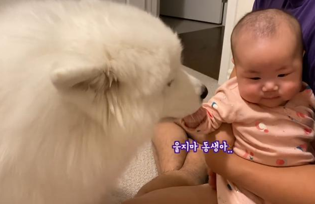 女主人生了孩子，告诉大白狗是“弟弟”，结果被它暖到了